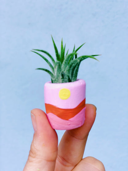 A cute, handmade mini planter made for air plants or succulents. - handmade with concrete & hand painted. Includes airplant.